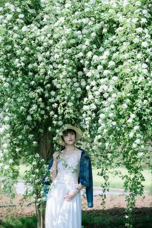 绿树白花七里香