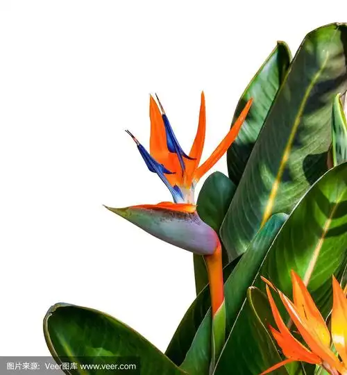 天堂鸟花特写