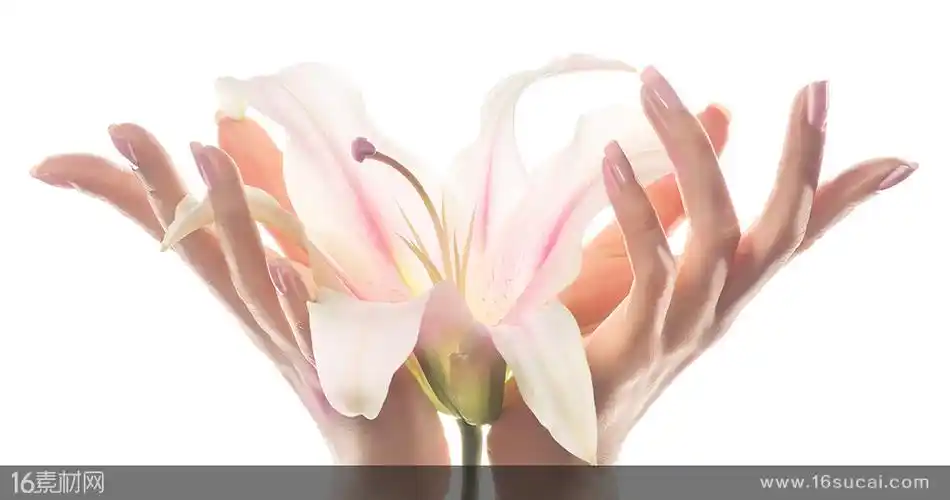 捧着百合花的双手高清图片