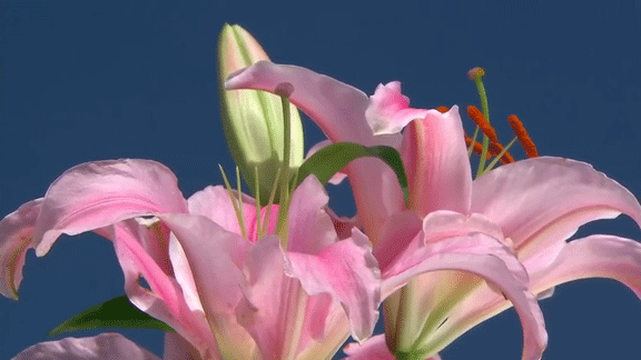 576_324gif 动态图 动图