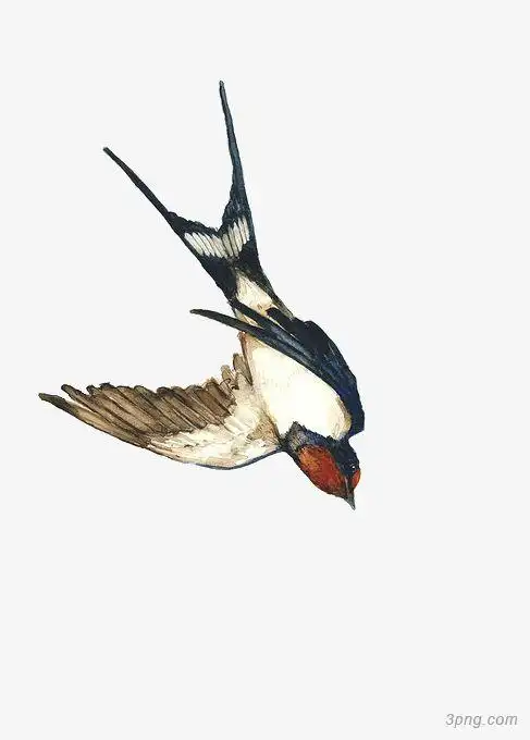 手绘小燕子png素材透明免抠图片-卡通手绘