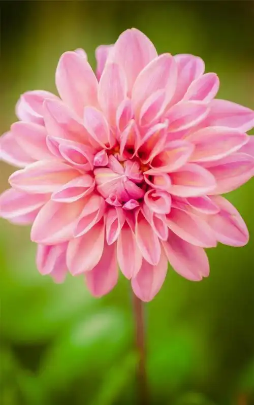 美丽清新的花卉 - 堆糖,美图壁纸兴趣社区