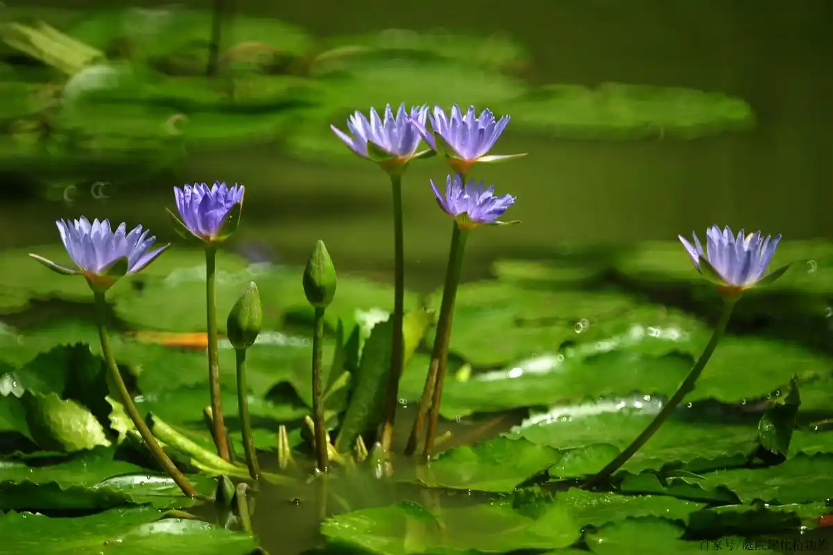 基地培植水生植物花卉热带/耐寒睡莲品种图片大全—北京庭院绿化
