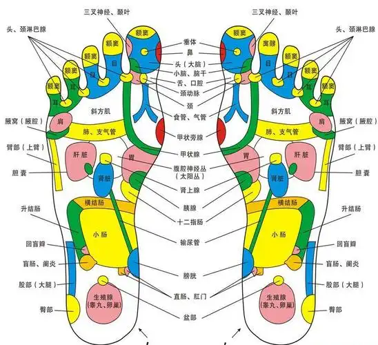 脚底反射区示意图