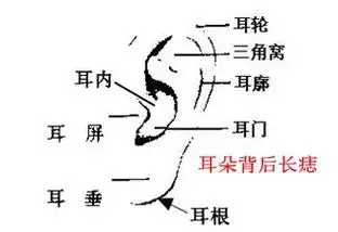 男人耳朵长痣面相图 耳背有痣的男人易犯小人