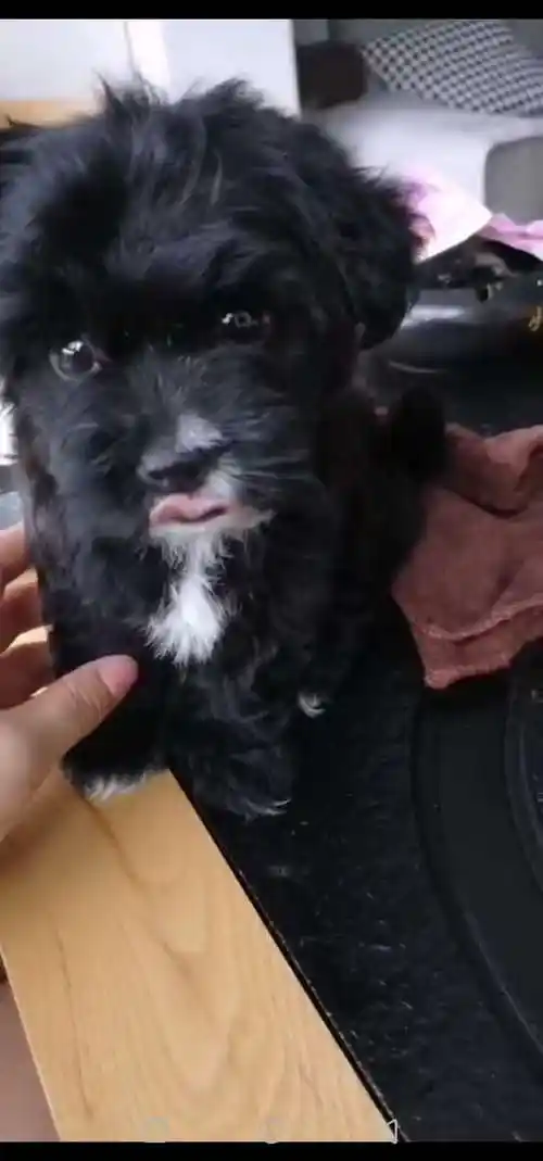 出售两个月的黑色小泰迪