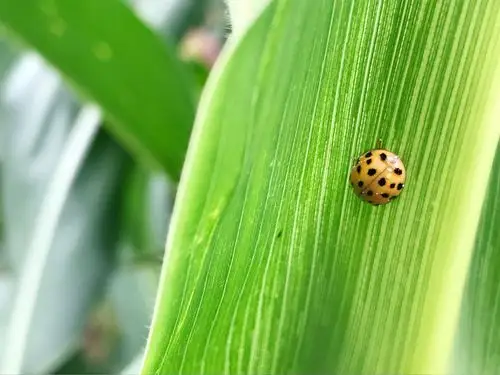 背上点点多的瓢虫,是害虫.