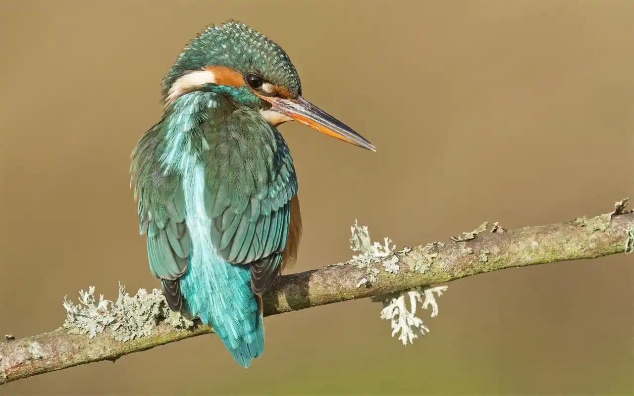 首页 桌面壁纸 动物壁纸 小清新大自然可爱鸟类幸福鸟高清特写桌面