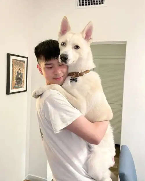 哈士奇自己养大的仔再重也得抱