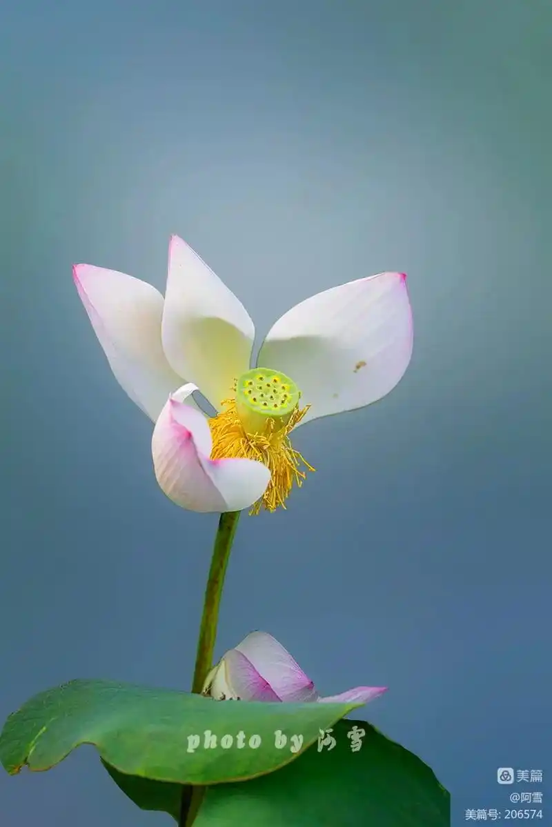 荷韵悠悠   美轮美奂(图片来自网络) #余音袅袅   百 - 抖音