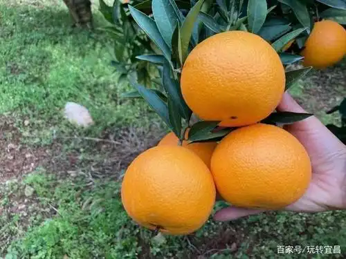 这种橙子被称作果冻橙,老少都喜欢,产自中国脐橙之乡秭归