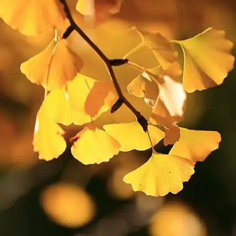 金色银杏_微信头像风景图片_扣扣居