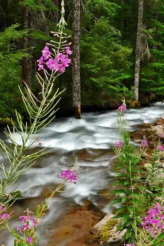 森林,树木,岩石,溪流,花