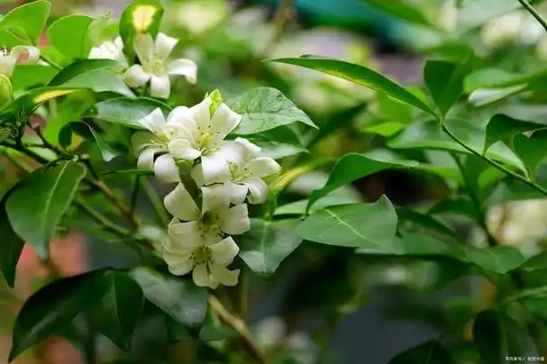 七里香是什么植物,七里香的特点,七里香非常神秘的植物