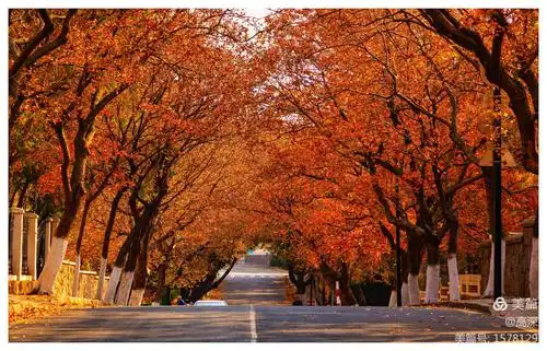 青岛～～八大关の秋