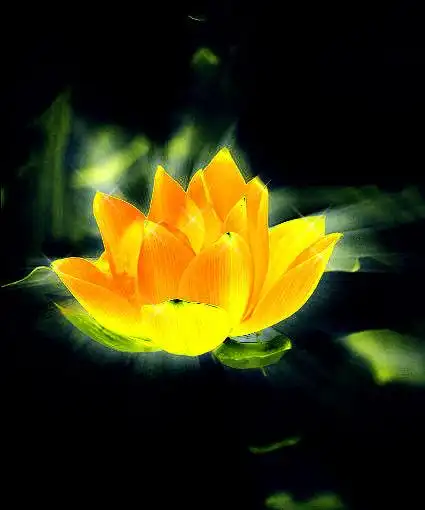 photoshop普通莲花处理为佛教圣物金色莲花