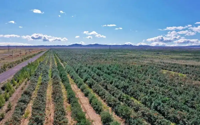 聚焦沙棘产业汇源持续发力