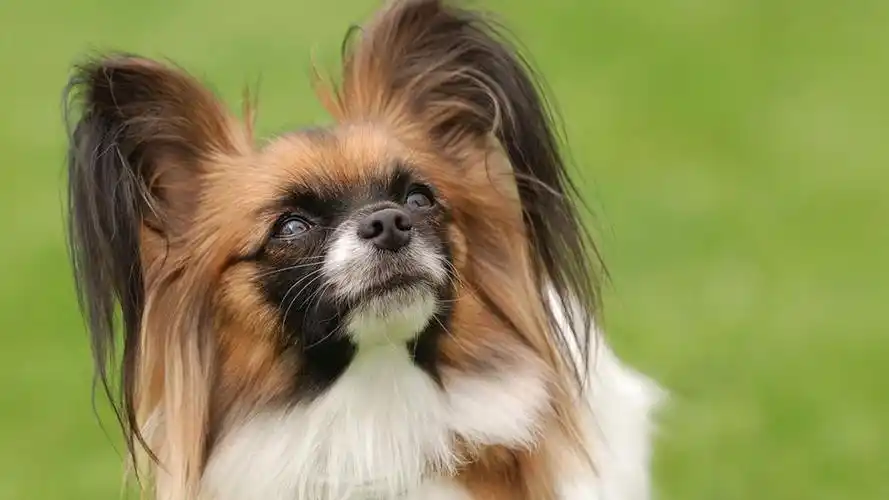 可爱软萌的蝴蝶犬图片电脑壁纸