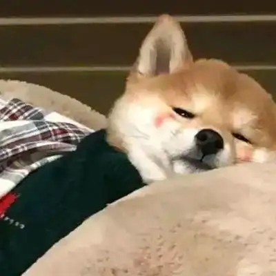 超火的摆烂头像 高清可爱又摆烂躺平的微信头像_搞笑头像_头像屋