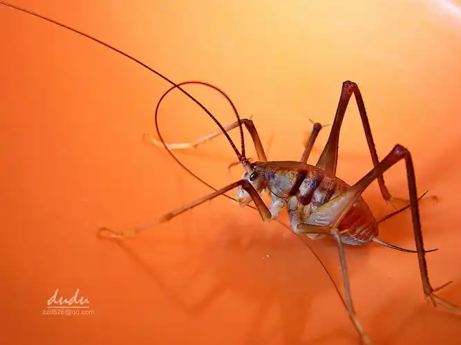 [生态摄影] 灶马