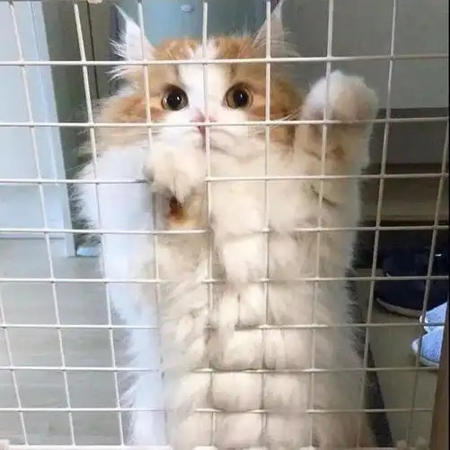 看到了吗   这个腹肌你怕不怕