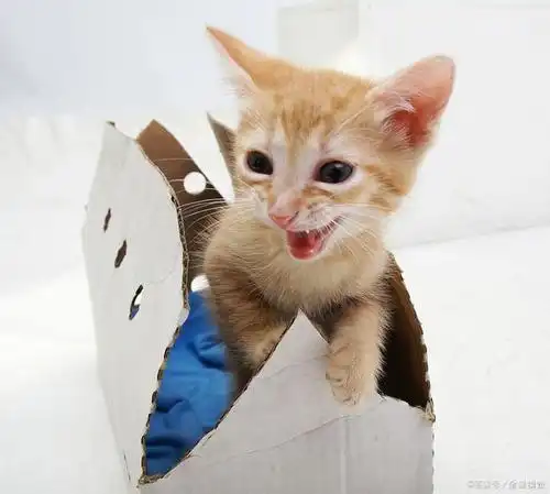 猫喵喵叫让你觉得很可爱?研究真相表明,猫叫其实还有更多的秘密