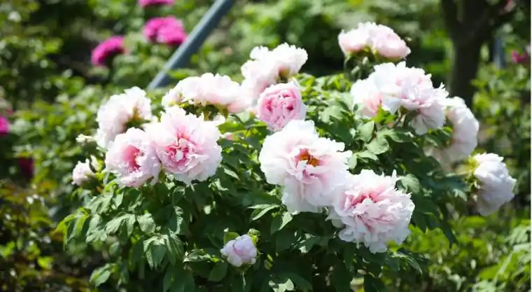 上海牡丹花观赏地点:廊下郊野公园-湾区​牡丹园- 上海本地宝