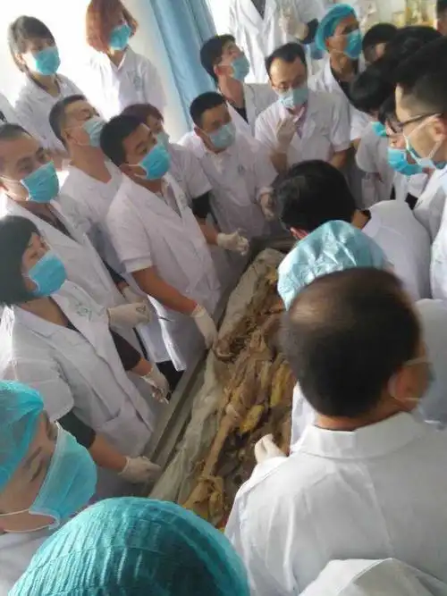 高端解剖实验室,尸体解剖中.