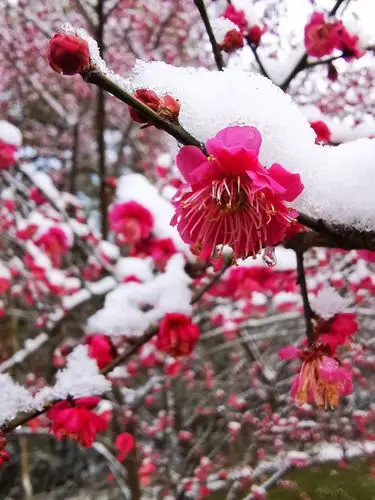 南山边,冬雨中梅花依然开放. 沐雨宫粉似泪人, 垂首蜡梅如追思.