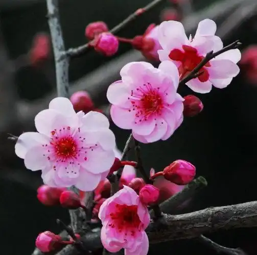 耐寒的梅花品种 - 生活百科网