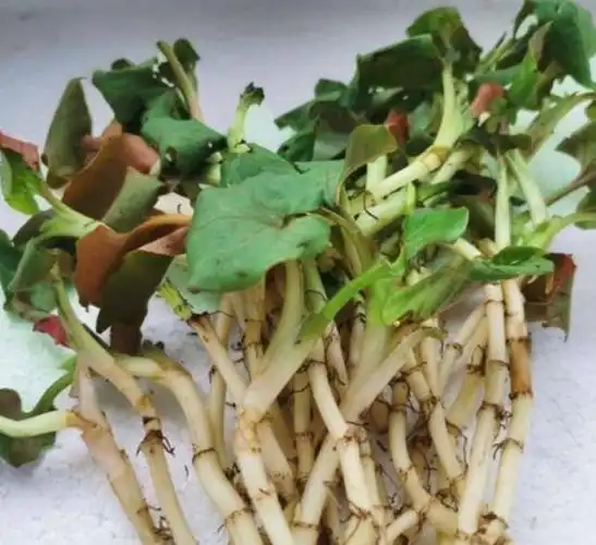 鱼腥草的几个别名『鱼腥草的几个别名叫什么』