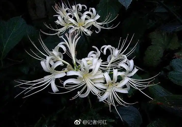 黑色的曼陀罗是这类花中最高贵的品种,是高贵典雅的神秘花朵.