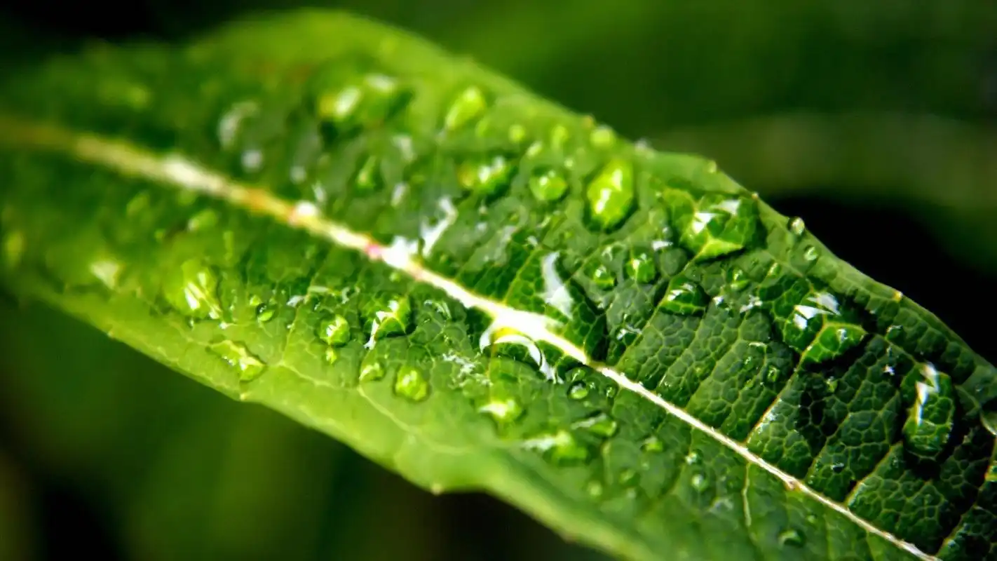 好看的绿色植物电脑壁纸第一辑