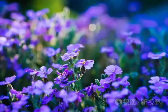 春天花园里盛开的蓝紫色花