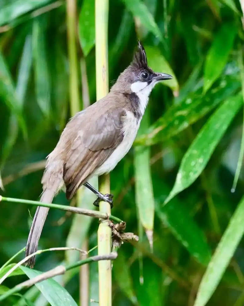 天河公园打鸟之白耳鹎. 又一常见的小精灵