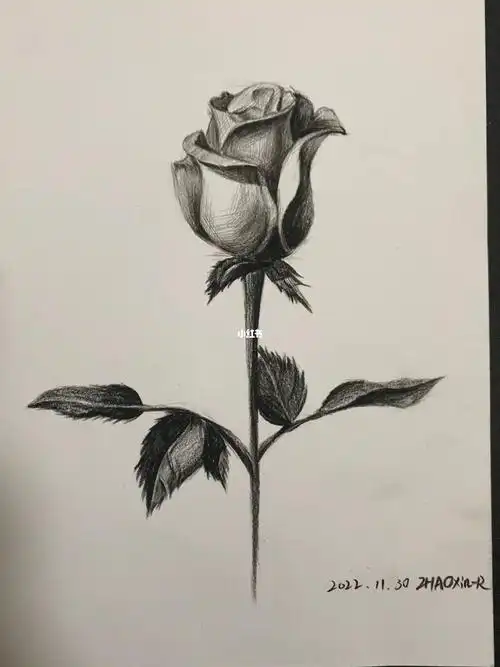 素描玫瑰