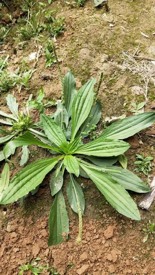 车前子的药用价值,车前子的作用与功效(中药科普之--车前子)