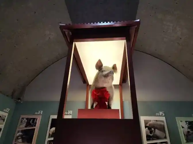 曾经援川的空降兵师长捐赠军装,高中生和"猪坚强"标本对话_地震_女士