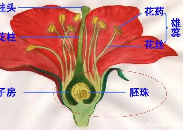 花的构造图片及名称