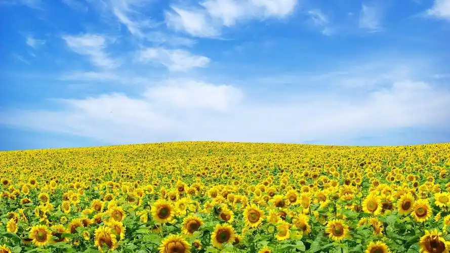 向日葵花海唯美风光,高清图片,电脑桌面-壁纸族