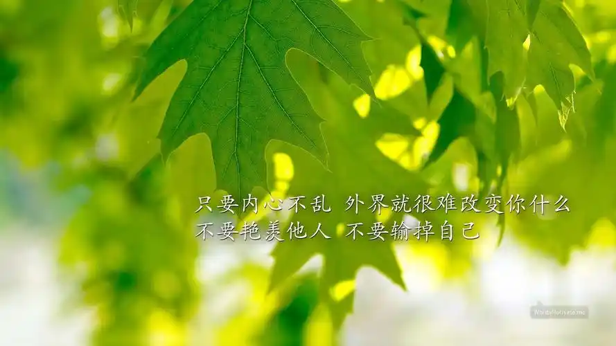 绿叶护眼文字控励志宽屏桌面壁纸