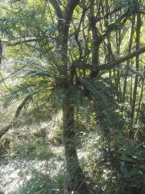 野生新鲜白毛蛇下单现采石蚕石祈蛇白毛岩蚕圆盖阴石蕨白毛骨碎补