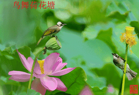 动态荷花送给大家 !太美了,送给群里的每位朋友,越早打开越好!