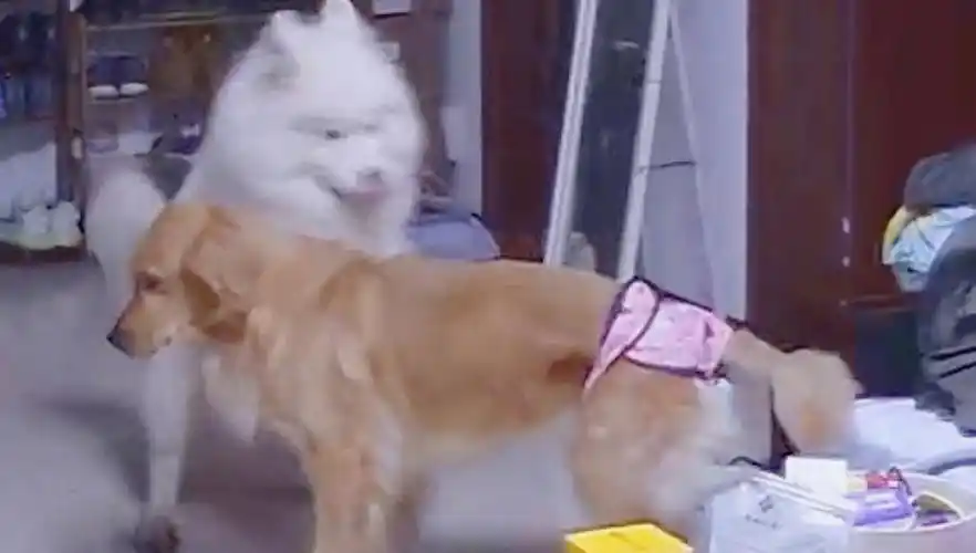 隔段时间还会有我老公就说周末一定要蹲点,看是哪个狗子虽然我们隔壁