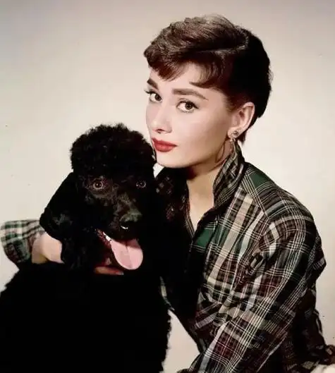 奥黛丽赫本头像腾讯新闻