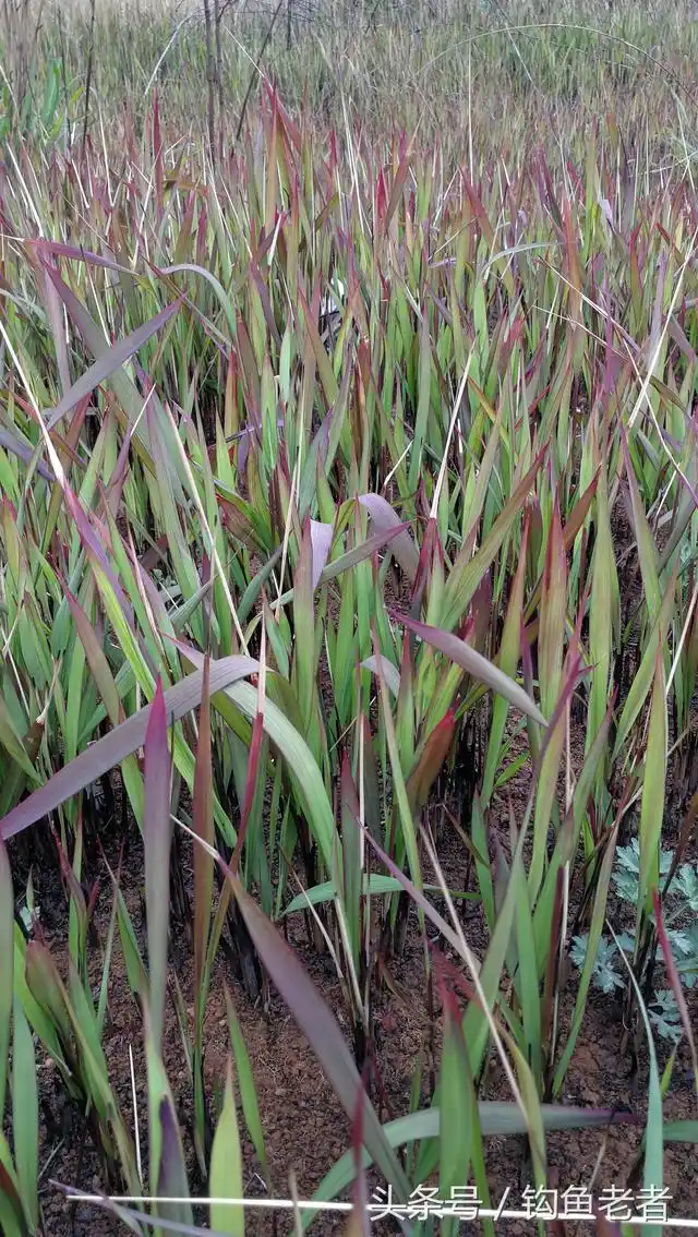 毛针,白茅根,在农村到处都能找到!