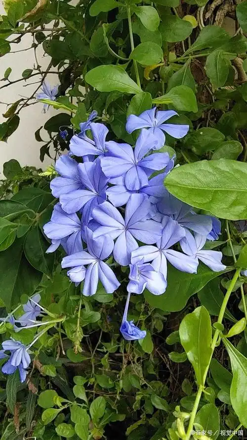 花期长达6个月,花量大,花色清丽,被称为"蓝色妖姬".