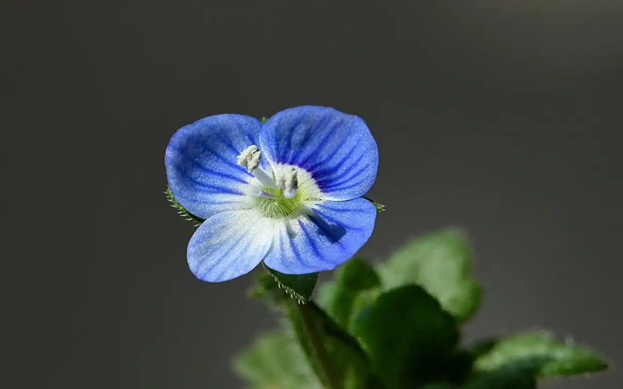 清新好看的蓝色小花微距摄影图片桌面壁纸_植物壁纸_壁纸下载_美桌网