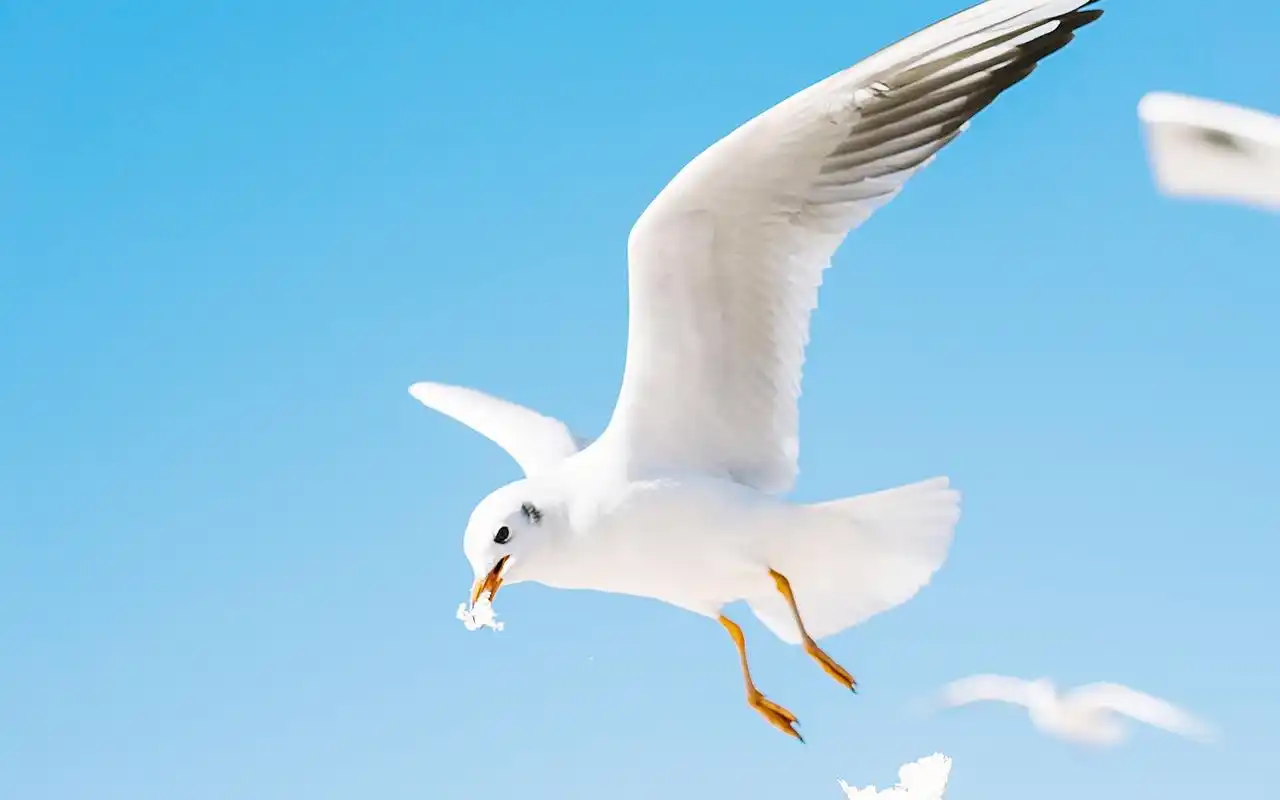 飞翔的海鸥清新摄影高清图片壁纸