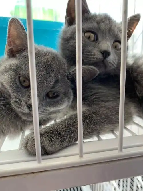 不管是蓝猫还是土猫,都给你安排的明明白白.